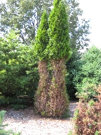Deer Cone Head Arborvitaes