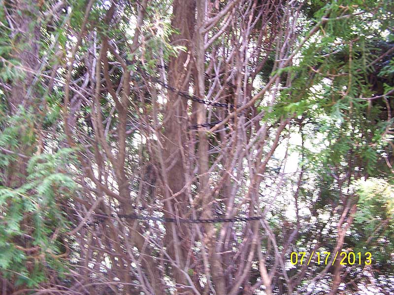 Black Ag-Lock plastic chain is used to wrap individual plant branches together preventing future snow bend damage and close holes in the face of the hedge.  We used 300' of ag-lock on this hedge.