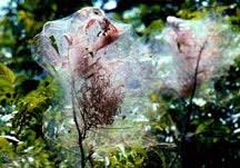 fall web wrom
