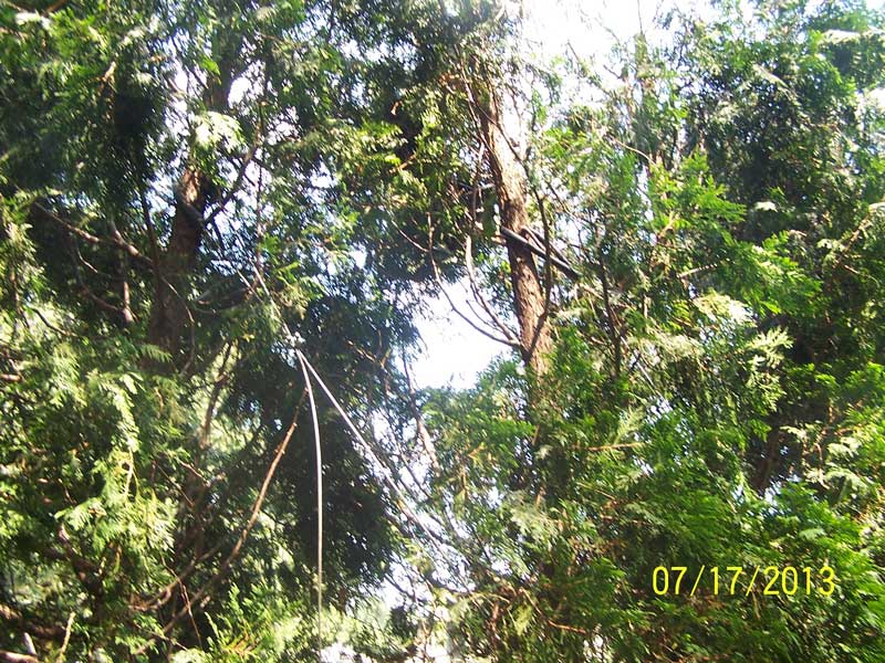 Rubber hose is used when guying around the trunk of a plant preventing the wire from damaging the cambium of the plant.