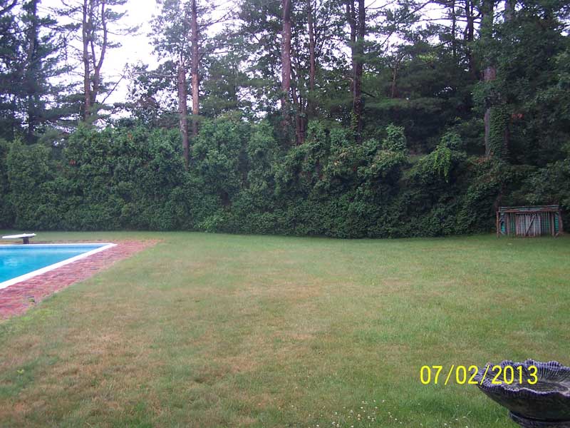 Only the sides of this hedge were sheared in the past.  Maintaining a lower height would have prevented this dramatic damage.