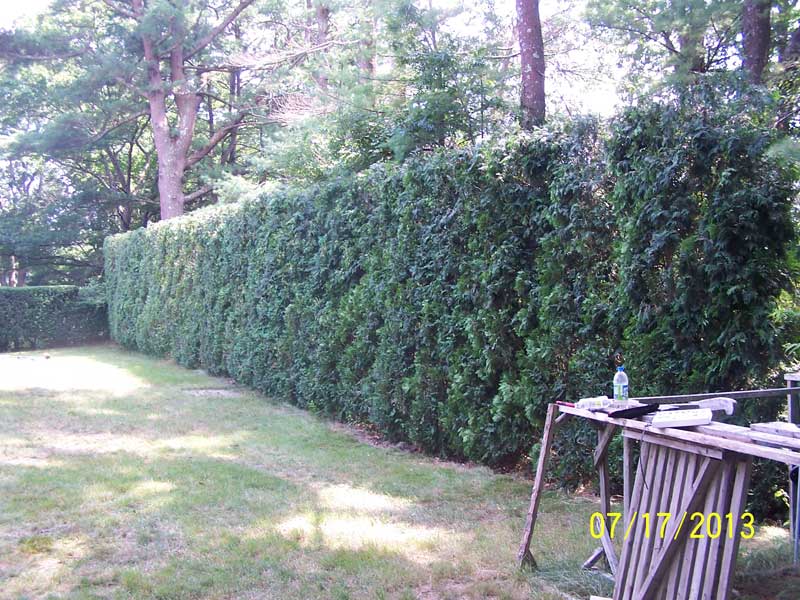 This hedge is now in perfect shape.  You would never know Nemo & Saturn had stopped by.