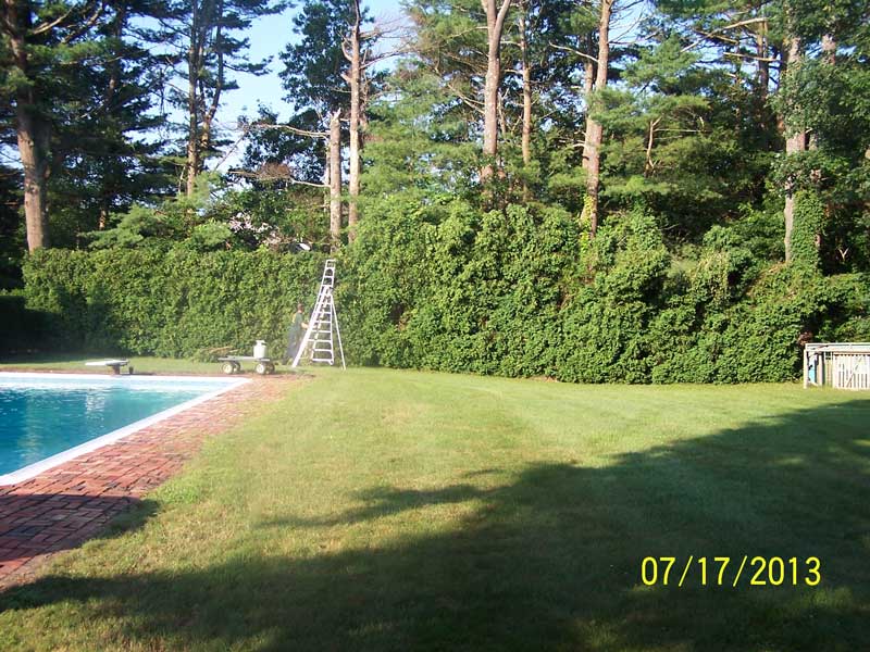 The snowbent tops can never be completely straighten.  A cutting height must be determined.  In this situation 4-5' was taken out of the top of this hedge.