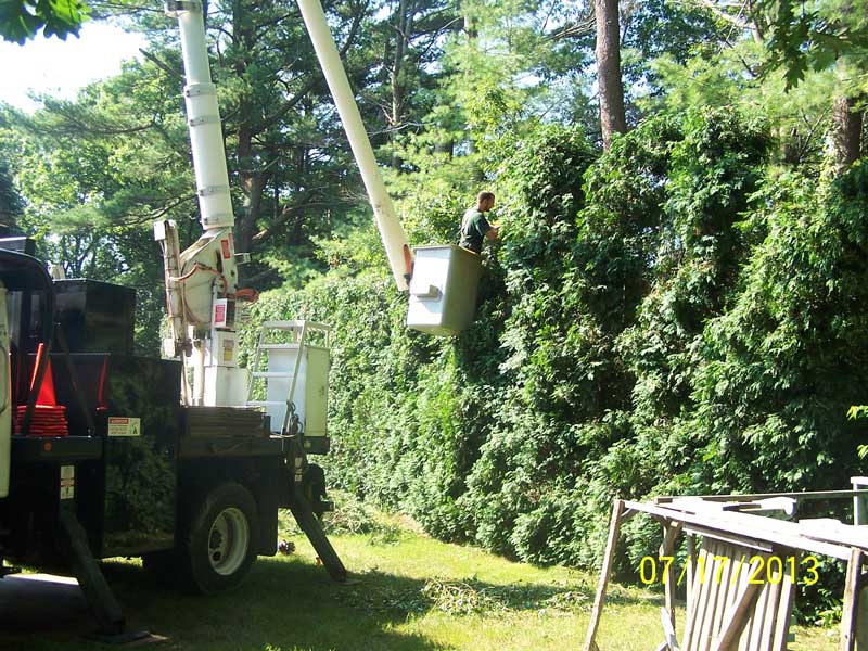 Knowing where to pull and where to cut and where to guy.  You can't learn on the fly!  This is one of the sixteen hedges we have repaired this spring.